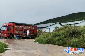 中国企业扶贫故事 | 记者探访大山深处的新希望养猪场：今年贫困户分红3000元图片