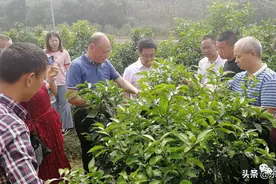 高级农艺师支招  助力抗旱保果图片