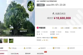 比黄金贵12倍！10公斤鲜叶缘何能拍出1068万天价图片