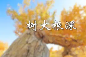 张春蔚：为什么中国人常说“树大根深”？