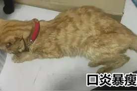 猫狗不肯刷牙？兽医推荐一个简单方法：加进狗粮即可图片
