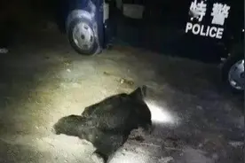四川黑熊伤人事件后续怎样了？幼熊被击毙，母熊至今无迹可寻图片
