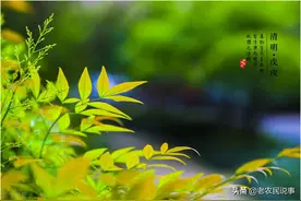 清明习俗，俗语：女儿归宁娘不爱，女婿上坟辱先人，啥意思？图片