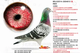 开尔欧洲鸽舍5羽阿曼多子孙在二万多羽KBDB鸽王赛中突出重围图片