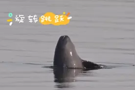 “微笑天使”笑闹江湖图片