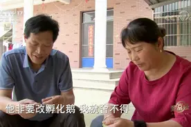 他把淘汰种鹅变出亿万财富图片