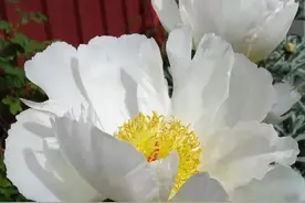 芍药有哪些品种 芍药的品种又该怎么辨别呢？图片