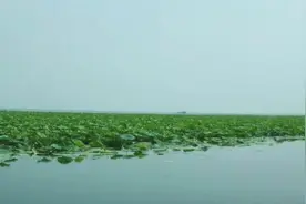 八百里洞庭我的家图片