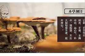 灵芝5大有效成分图片