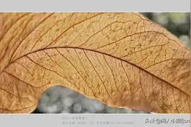手机摄影，把玩一片落叶，拍摄出一个秋意图片