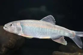北京生物图鉴 | 马口鱼图片