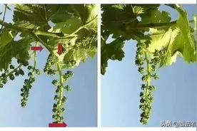 葡萄花穗怎么剪？掐心绝后双叶打杈法是什么？一起聊葡萄种植图片