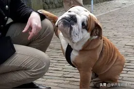 狗子们犯错被训后的表情也太委屈了！但最后一只明显是惯犯图片