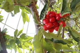 破译樱桃的emoji表情，读懂烟台大樱桃的内心戏！图片