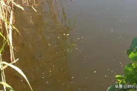 鱼星多鱼货多？错!熟知四种影响因素，应用四种方法才能鱼获满满图片