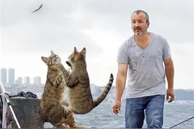 猫眼看人间：透过流浪猫的视角，了解一座城市图片