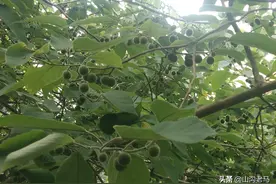 农村有种树，是补肾良药，可能好多人都不知道图片