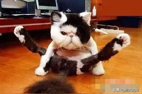 做体操的猫咪伤不起图片