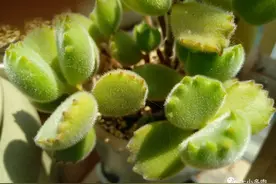 白露时节，肉肉养护做好这三点，肥厚美艳不负韶华图片
