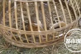 村民在山上捡到3个蛋，带回家用母鸡孵，没想到麻烦了图片