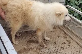 河南：大妈含泪收钱，银狐犬还是上狗肉车，狗贩：带过来都别可惜图片