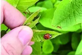 园林生物防虫请来“异色花大姐” 可消灭榆紫叶甲等对园林树木危害大、难防控的害虫图片