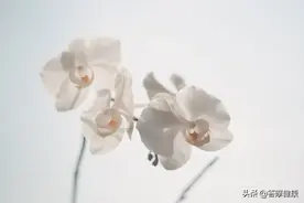 脾胃不好如何调理？医圣张仲景两千多年的健脾方法来帮你图片