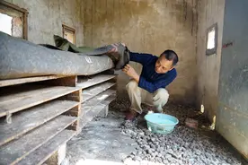 广西养蛇人：最常见和最怕的都是蛇咬伤图片