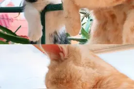 壁纸|你最可爱图片