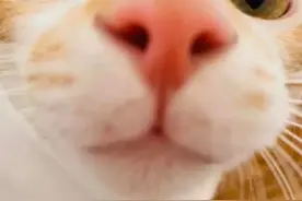 “我家猫鼻子能解锁手机！你家的能吗？”图片