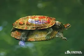 七夕情人节，你看龟了吗？图片