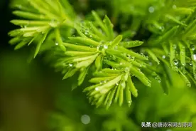 一春听雨——好雨知时节，当春乃发生图片
