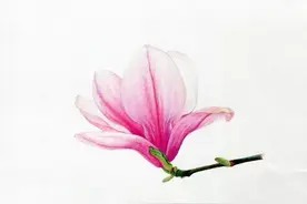 玉兰花也太美了！手把手教你画图片