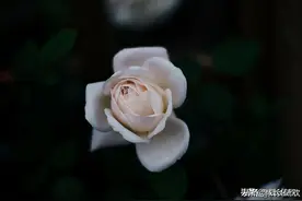 外婆厚重的一生：特殊的时代，特殊的背景，特殊的人生图片