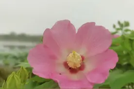芙蓉葵，又称木芙蓉，与棉花同属锦葵科（摄影：荀守奎）图片