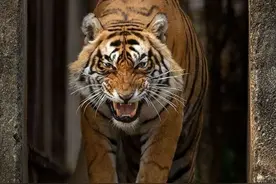 老虎面对懒熊和野猪经常性逃跑，大王的头衔不要了吗？图片