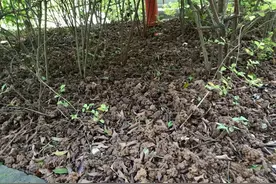 化粪成金！施肥用上蚯蚓粪，改土、提质、增产样样给力图片
