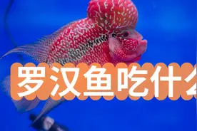 罗汉鱼吃什么？如何增强罗汉鱼颜色？图片