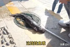 深圳龙岗河钓起会发出孩子哭声的鱼？是娃娃鱼！网友：环境变好了图片