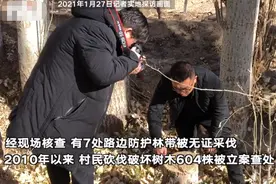 敦煌阳关林场万亩林地遭砍伐？调查组：毁林开垦567亩 砍树604株图片