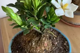 刚买来的栀子花，花苞打蔫怎么办？找个“脸盆”，半小时恢复！图片