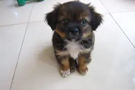 故事：带来好运的狗儿子图片