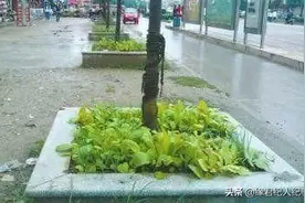中国人对种地的执念，每当看见“空地”便会琢磨：种点啥好呢？图片