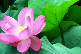 四面荷花三面柳，一城山色半城湖，大明湖公园，荷花盛开图片