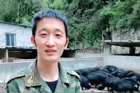 商南80后退伍军人深山放养藏香猪，闯出致富路！图片
