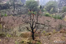 晋南农村，8旬老两口住黄土沟边老房子，相伴60年还和黄河作伴图片
