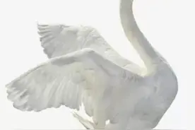 白天鹅与金蟾图片