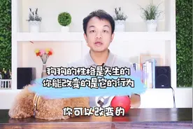 我的狗很安静，不爱跟狗玩，怎么办呢？视频封面