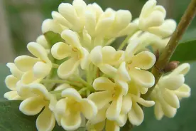 桂林出新规：胸径30厘米以上的桂花树，不得随意迁移，更不能砍伐图片