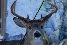心痛！一只鹿头上插了一支箭，跑到人类院子求救，最后怎样了？图片